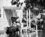 The Great Flood of ’55 – VLog