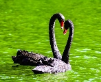 How the Black Swan Changes the World