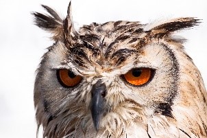 Close up portrait of an owl against a white background